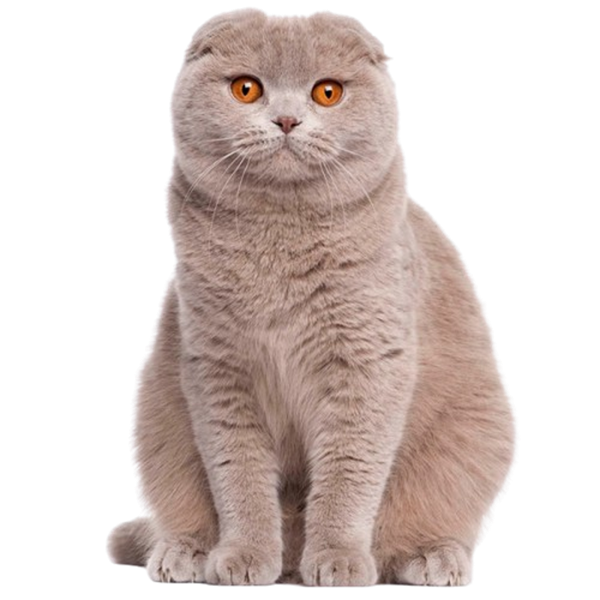 fotoPilt