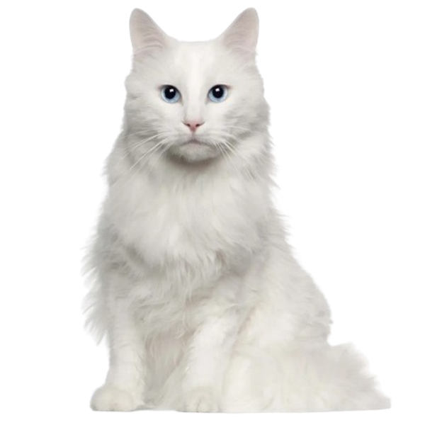 fotoPilt